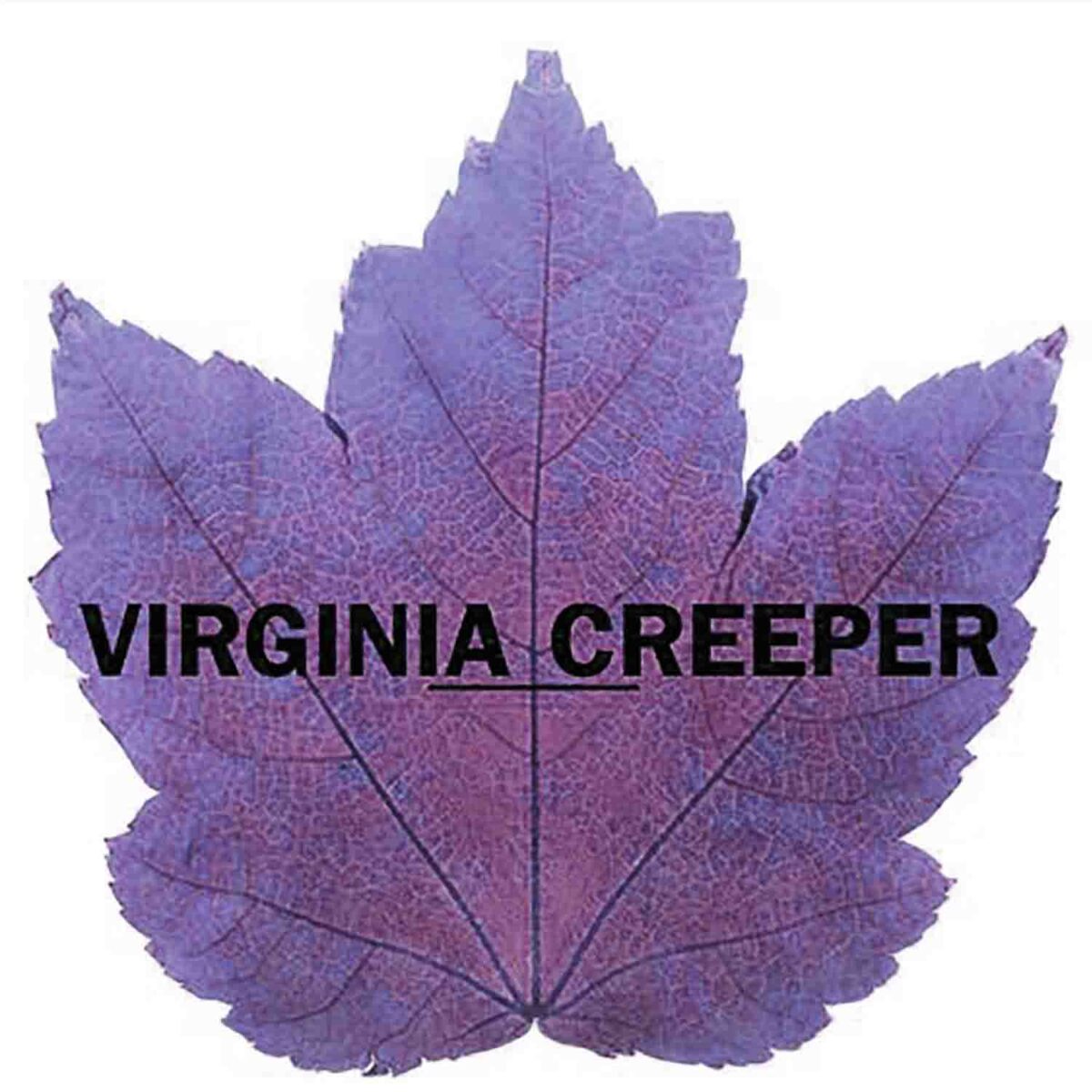 Virginia Creeper